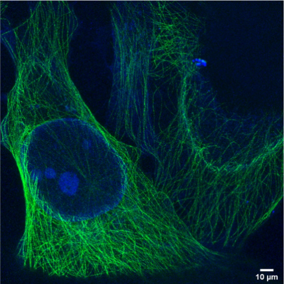 Visual Microscopy Science through visuals